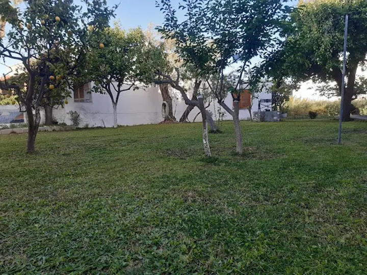 Οπωροφόρα δέντρα στον κήπο